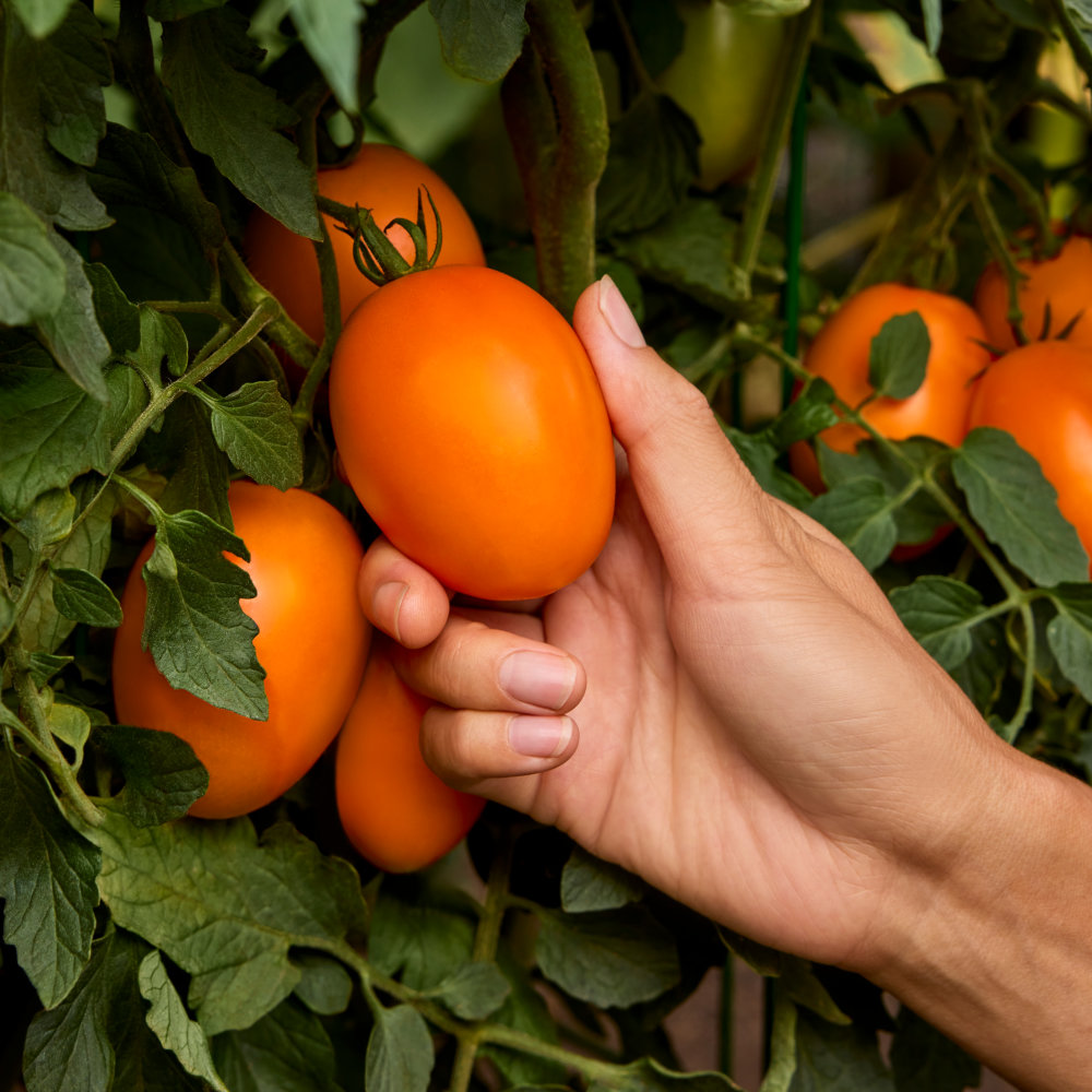 Tomato Vivacious